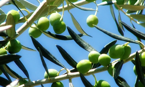 L' olio extravergine d'oliva